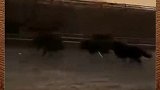 当藏獒遇到野猪，实在是太搞笑了