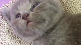 一觉起来，养一个月的小蓝猫就这样了，你别吓我啊！
