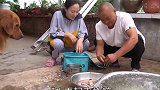 今天幺舅做鲫鱼罐头，小妹儿却忽悠他吃八爪鱼，这下找到知己了