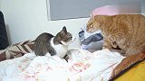 家里两只猫打架，橘猫的表情全是戏，承包了我一天的笑点