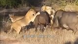 水牛战胜雄狮，战斗过程让人敬佩，败也要败的有尊严