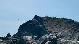 来过南澳岛海鸟都没见过，记得下次补上!