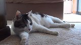 野外捡回一只流浪猫，喂养了几天发现特别懒，怎么办啊