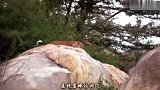 蟒蛇趁母花豹外出杀死小花豹，母花豹发现后对蟒蛇痛下杀手