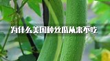 为什么美国种丝瓜从来不吃？