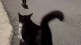 猫咪都是用尾巴表达爱吗