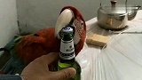 自从养了这只鹦鹉以后，主人就开过瓶盖，好能干