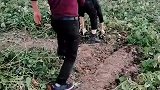 今天在地里割红薯藤！这是谁蹬了我一脚！也没见人呀！