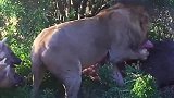 鬣狗想要对狮子下手，不过还是有点怕！