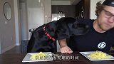 美女和狗狗比赛吃东西，狗子的反应让人意外，镜头记录搞笑一幕