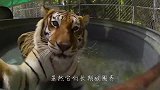 老虎隔着玻璃攻击男子，结果男子一回头，老虎尴尬了！