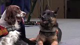 消防地震救援搜救犬登台现场表演，萌翻全场观众