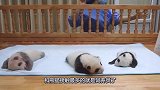 三只小熊猫躺在毯子上睡觉，姿势竟然东倒西歪，熊猫举动萌翻了