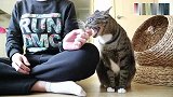 假装被猫咪咬疼后，猫咪会有怎样的反应呢
