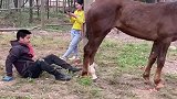 高手在民间，新手驯服一匹攻击人的马，老师傅现在还在医院躺着！