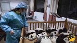 不属于中国的大熊猫，流落异国他乡，无法再回到祖国，网友：心疼