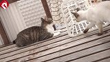 顽皮小猫总是去挑逗大猫，怕是已经好长时间没挨打了