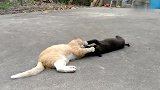 小黑狗去招惹猫咪尾巴，被猫咪抓头按地上教训