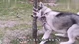 我给你点面子你真以为我傻呢，你看我扎不扎你就完了