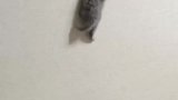 小猫眯往高爬妈妈在下面时刻保护