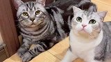 要让猫咪长得好，得安排上