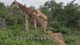 狮子吃了豹子胆，戳醒午睡河马，惨遭暴躁河马”爆头“狂甩！