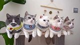 家里猫多了，以后家里军队化表演
