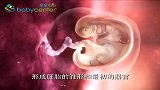 卵子受精那点事-20130509-胎儿发育过程1～9周