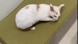 黄猫：你给我等着，趁铲屎官不在看我怎么打你！