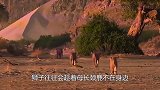 狮子扑倒小长颈鹿，多亏妈妈及时赶到，不然不堪设想