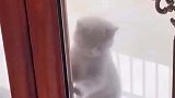 猫咪：让我进去