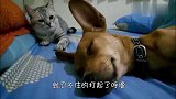 美短挑衅柯基，站起来藐视狗狗，狗狗：你瞅啥？猫咪：瞅你咋地！