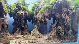 赛级草缸景观，一二水族入驻厂家，参观鱼缸景观