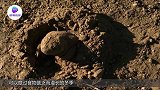 强制性让乌龟冬眠会如何？男子把乌龟放冰箱2个月，取出来愣住了