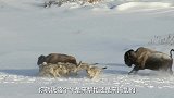 狼群是如何在雪地上追踪猎物的