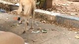 被主人赶出家门的大黄狗，流落在街上没饭吃，太可怜了