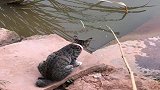 猫咪想吃鱼，主人亲自来河边给它钓，这活的还不如一只猫！