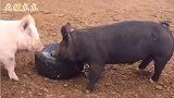 搞笑配音 猪 -这是我的备胎，你不能随便玩