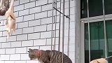 狸花猫：逃不了真香定律，可就是撸不上啊
