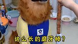 你们见过这么长的磨牙棒吗？快让你家大狗狗来试试看吧！
