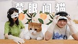 闻气味猜猫游戏！男朋友作死耍诈，猫：分手猫房？