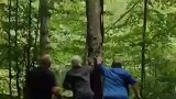 几个老外刚把大树砍掉，居然就玩起了跷跷板