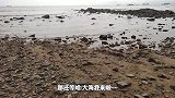 冒着涨潮被困的风险，海边野采捡拾各种海鲜，巨石下的好物可惜了