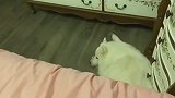 家有萌宠, 喵星人, 汪星人