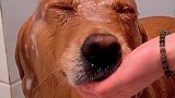 在家给狗狗洗澡，省钱又省心！用完雪貂沐浴露，全身香香哒