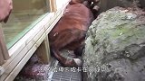 男子家的驴失踪数天，被发现时，已成这副模样！
