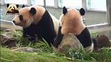 熊猫团子的乖巧坐姿超可爱，圆润又敦实的背影实在太迷人