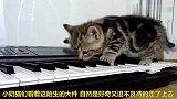 小奶猫在钢琴上玩耍，主人以为是天赋异禀，不想只是寻吃而已