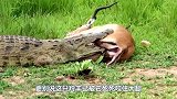鳄鱼咬住了羚羊的大腿，生死关头，谁料羚羊不讲武德！