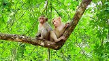 两只猴子好奇怪，一早上了谁也没离开，就呆呆的坐着！